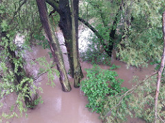 Fuchsbau unter Wasser