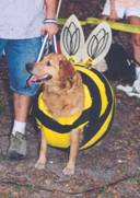Bienenhund 2